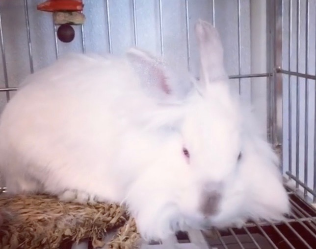 Mr. Boom, a Adoptable mixed breed in Los Angeles, CA image 4/10