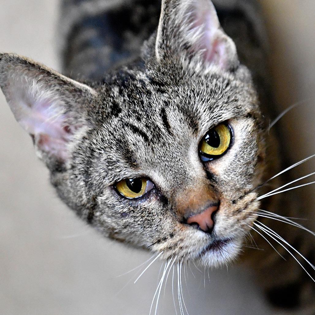 Enlarge Lilac, a Adoptable Domestic Short Hair in York, PA image 1/5
