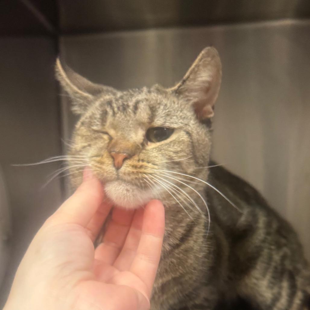 Enlarge Lilac, a Adoptable Domestic Short Hair in York, PA image 2/5