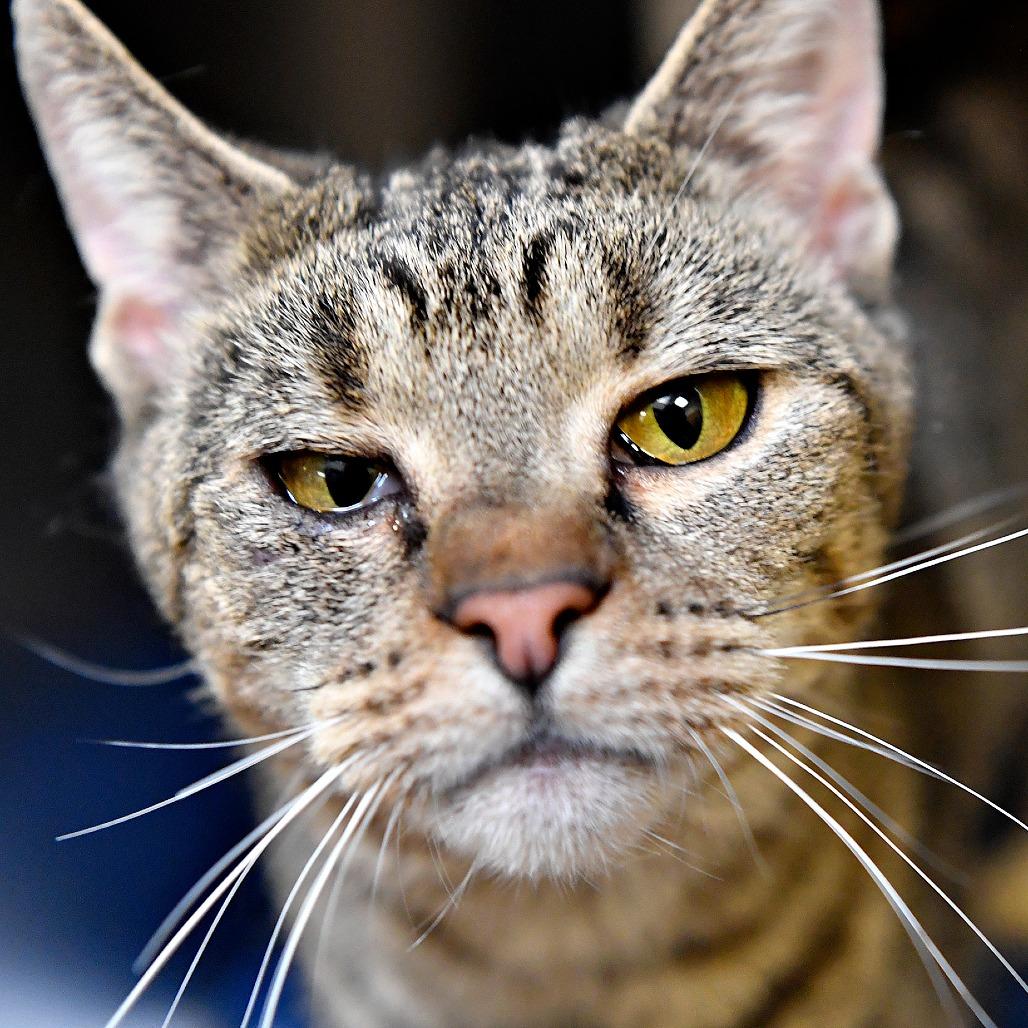 Enlarge Lilac, a Adoptable Domestic Short Hair in York, PA image 3/5
