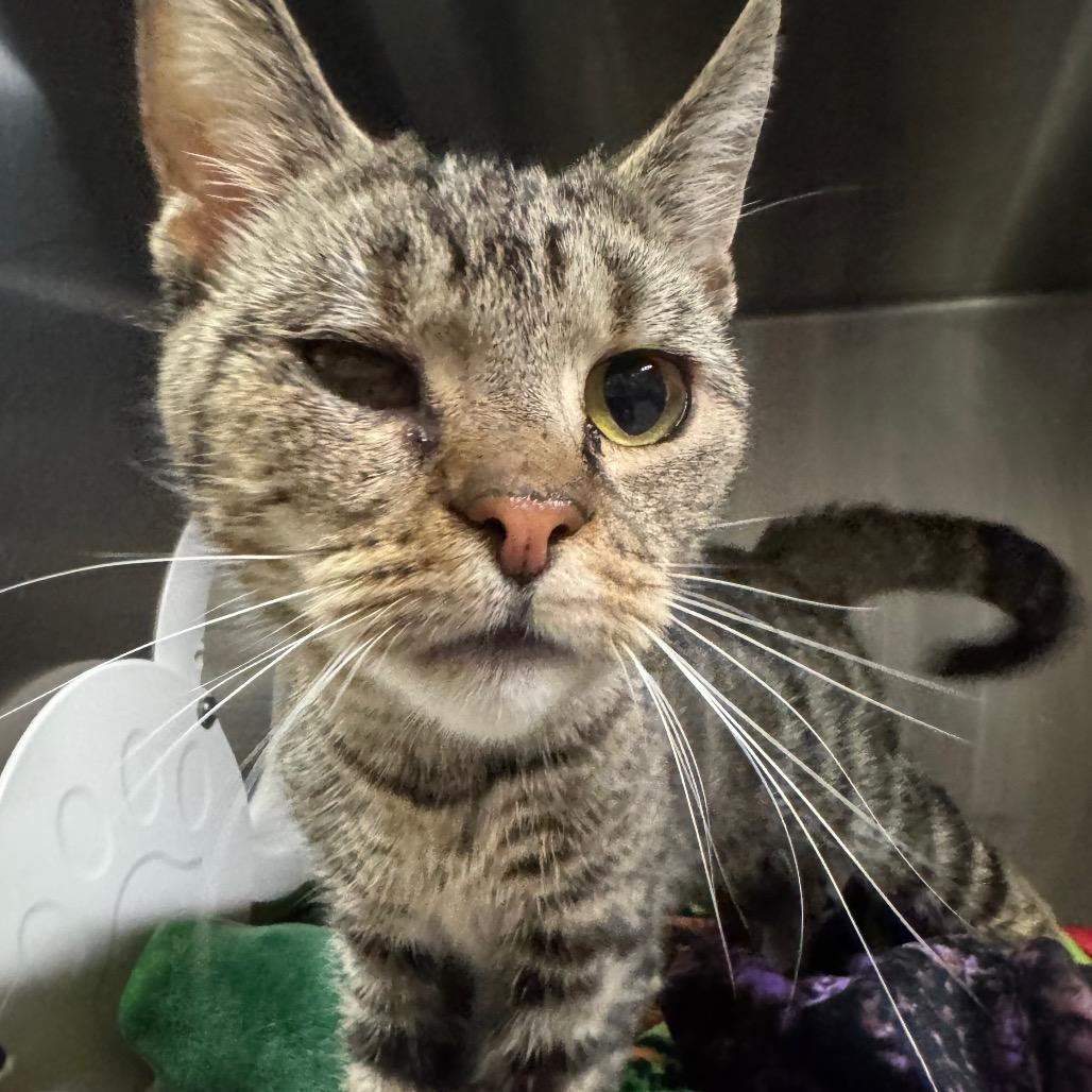 Enlarge Lilac, a Adoptable Domestic Short Hair in York, PA image 4/5