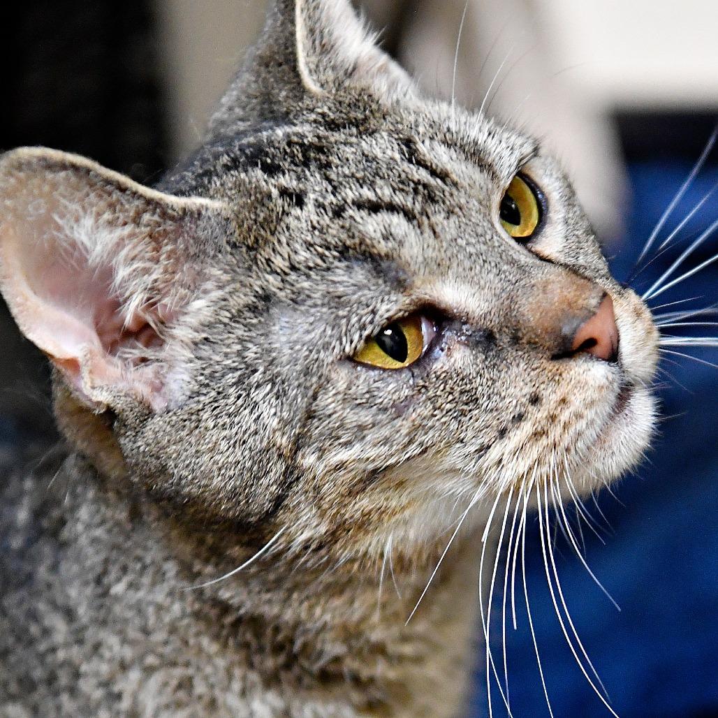 Enlarge Lilac, a Adoptable Domestic Short Hair in York, PA image 5/5