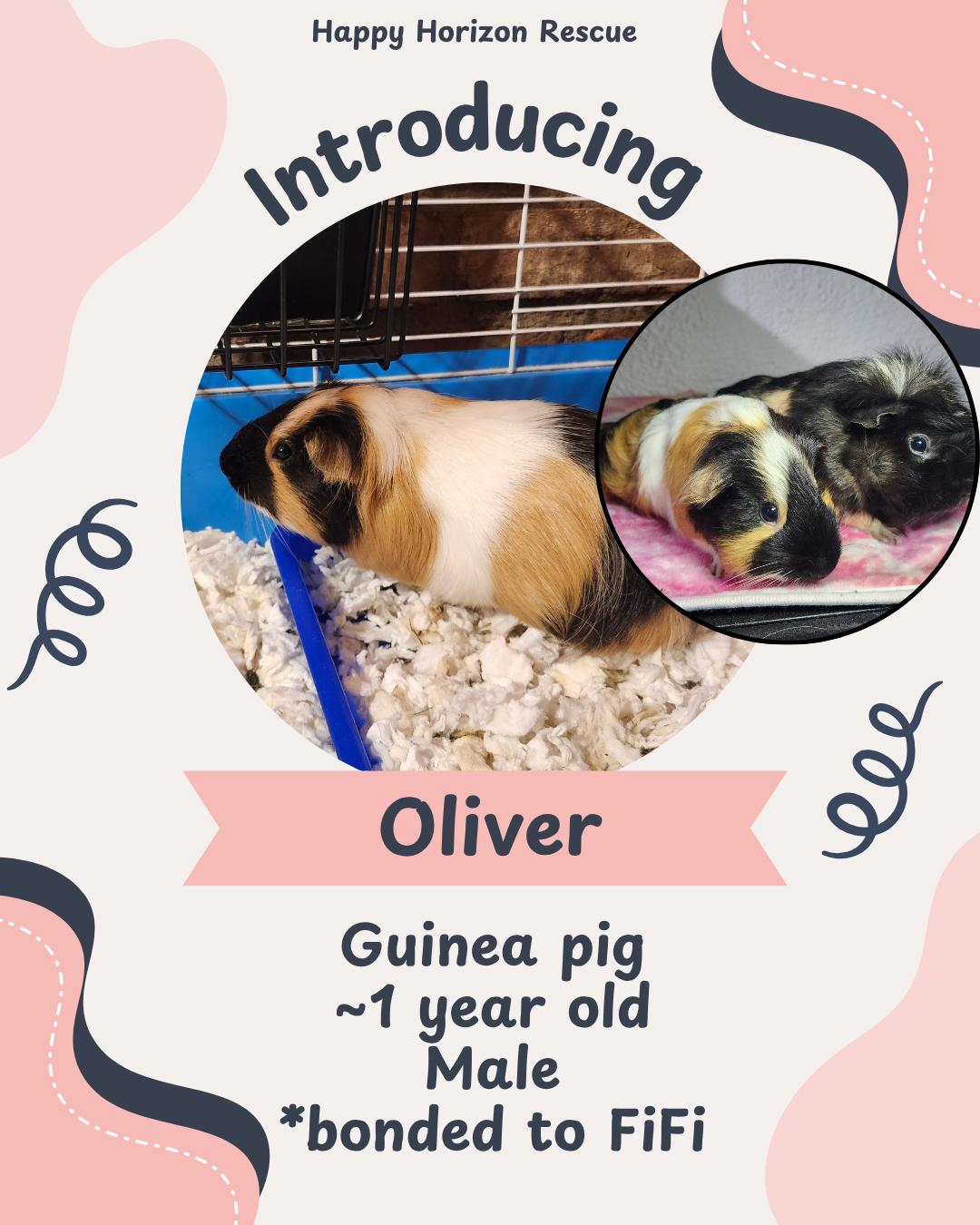 Enlarge Oliver, a ADOPTABLE Guinea Pig in West Chester, OH image 1/1