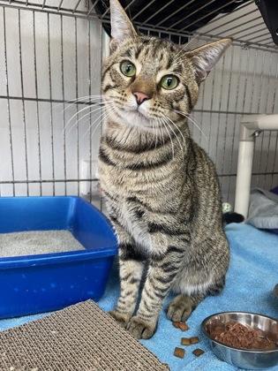 Emeral, adopted, Adult Male Domestic Short Hair.