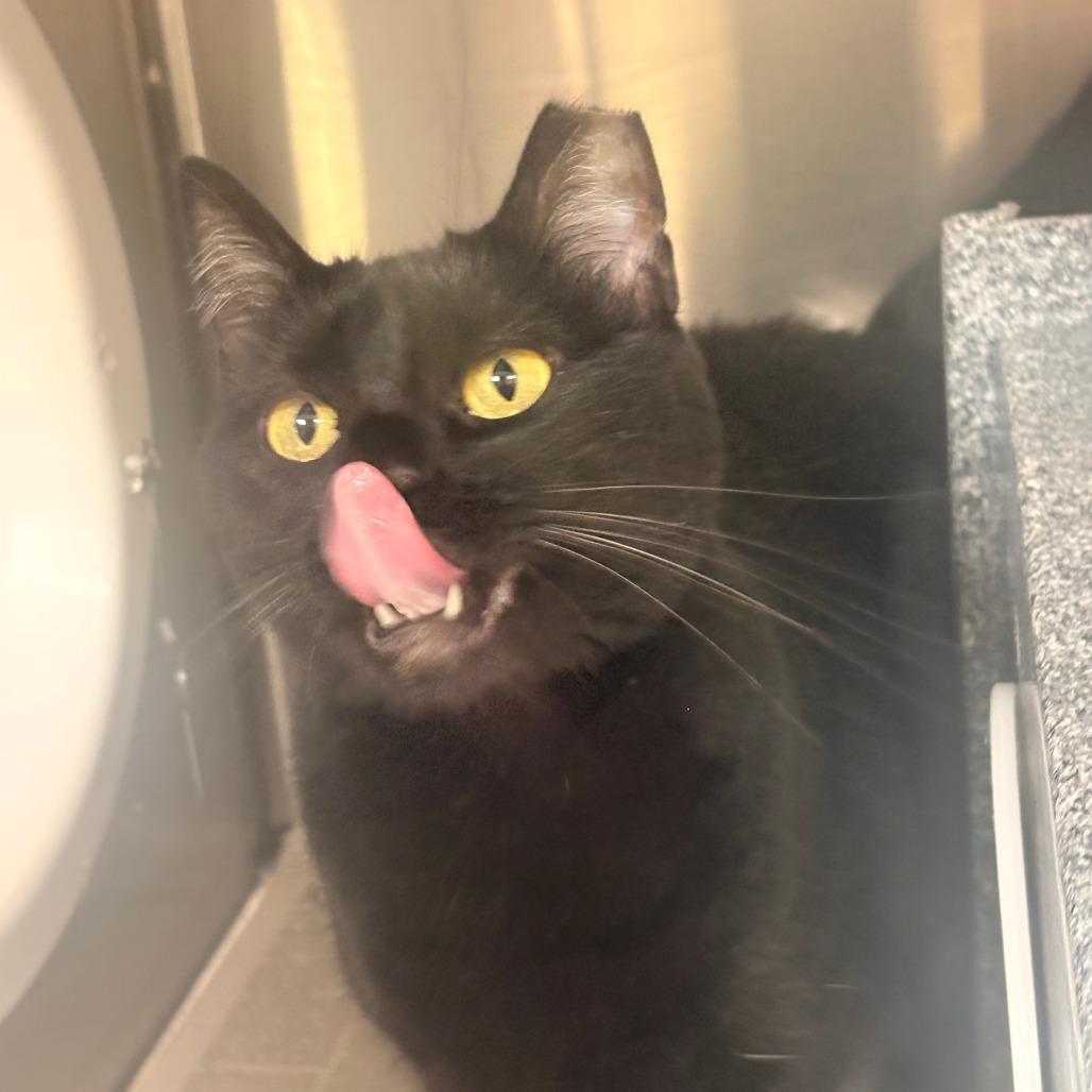 Charlie girl, Adoptable, Adult Female Domestic Short Hair.