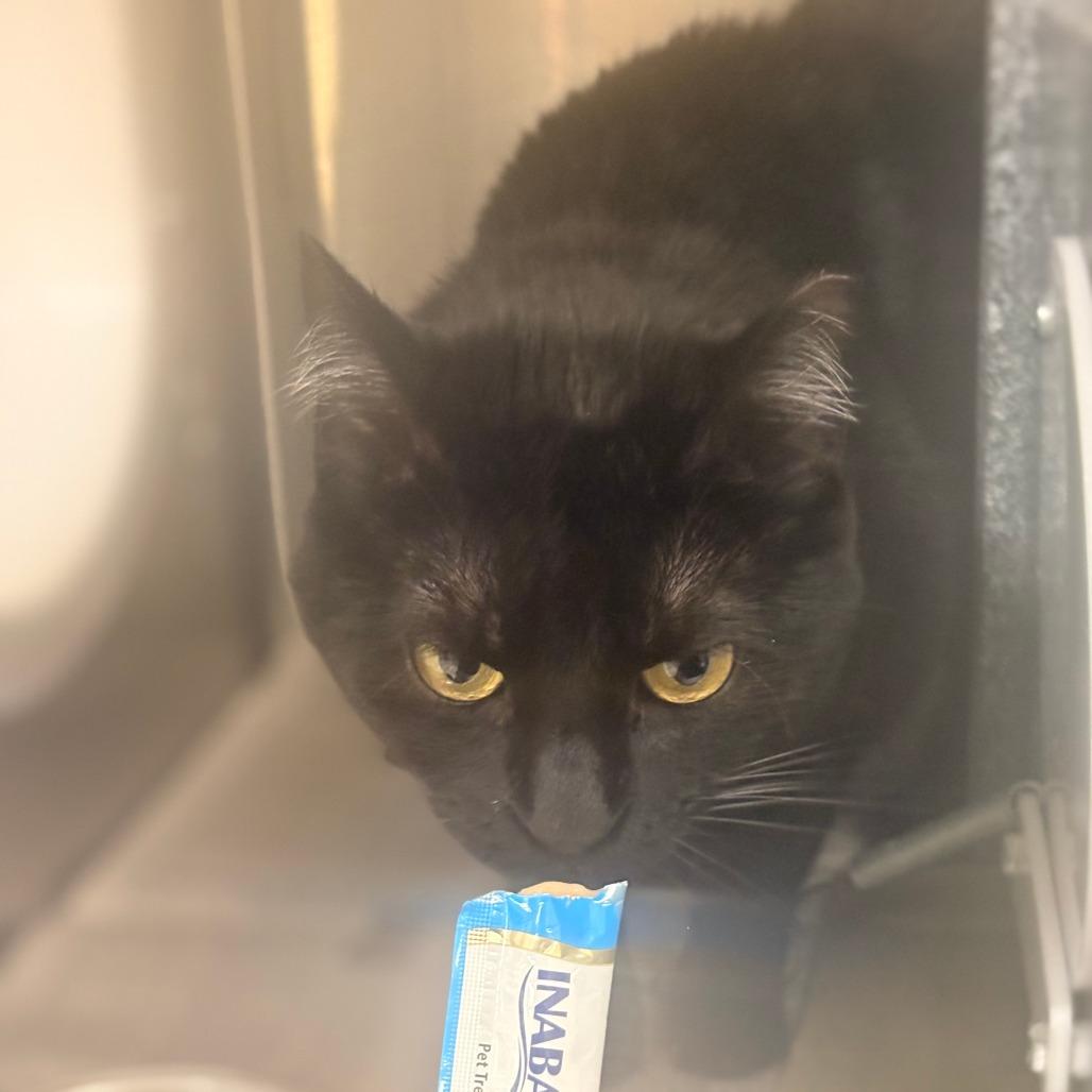 Enlarge Charlie girl, a Adoptable Domestic Short Hair in Winston-Salem, NC image 2/4