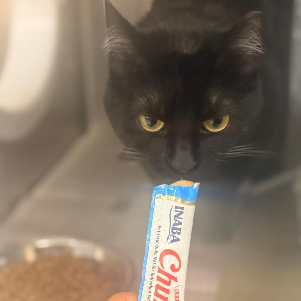Enlarge Charlie girl, a Adoptable Domestic Short Hair in Winston-Salem, NC image 3/4