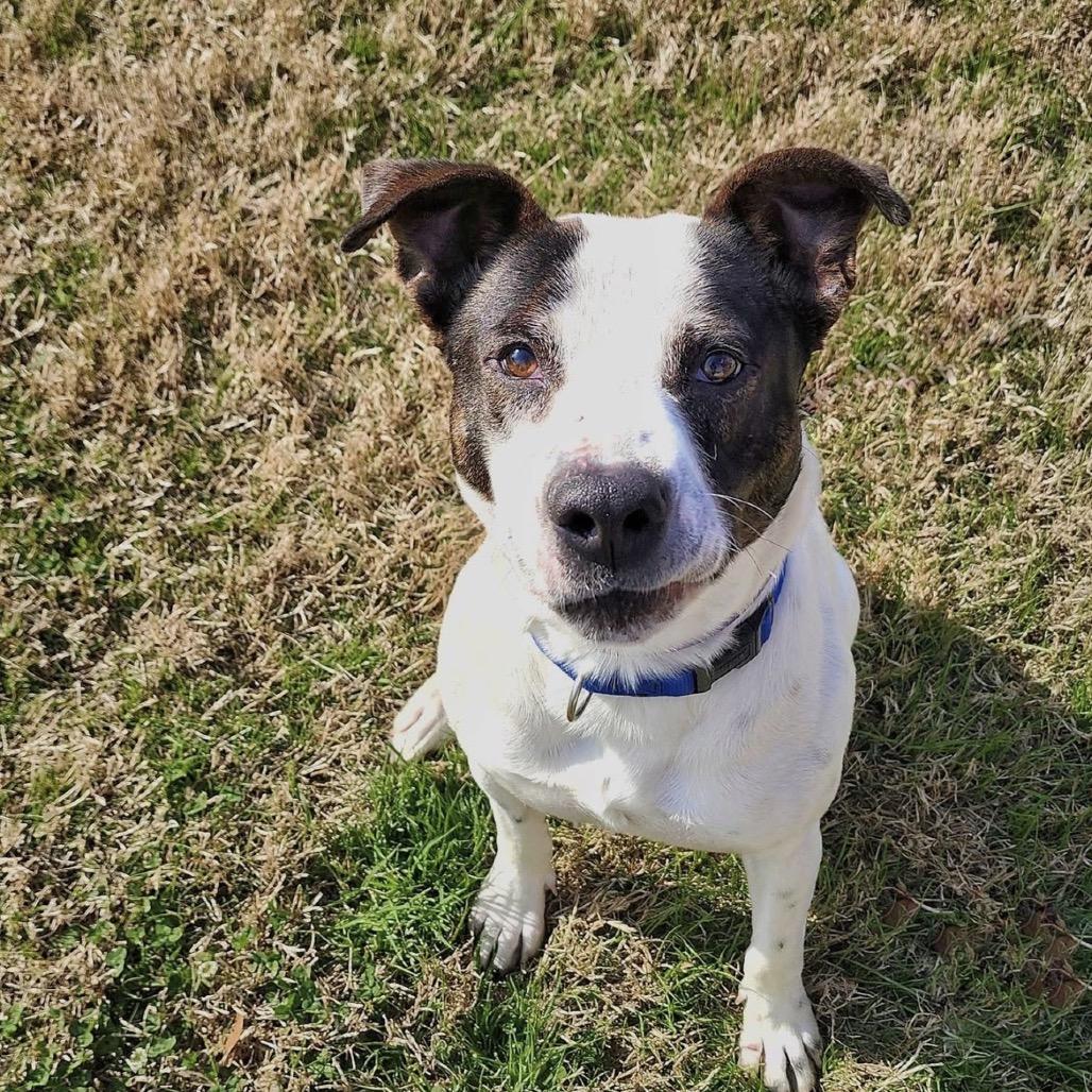 Enlarge Spot, a Adoptable mixed breed in League City, TX image 1/6