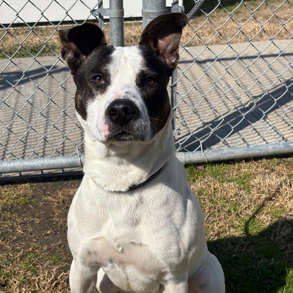 Enlarge Spot, a Adoptable mixed breed in League City, TX image 2/6
