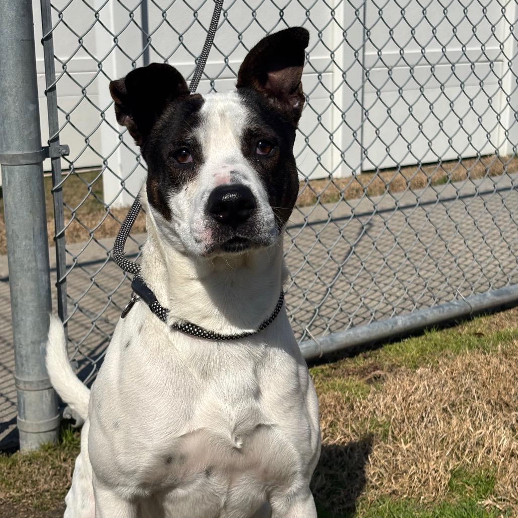 Enlarge Spot, a Adoptable mixed breed in League City, TX image 3/6