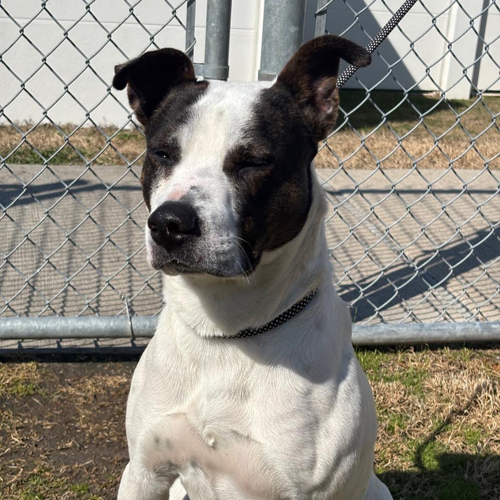 Enlarge Spot, a Adoptable mixed breed in League City, TX image 4/6