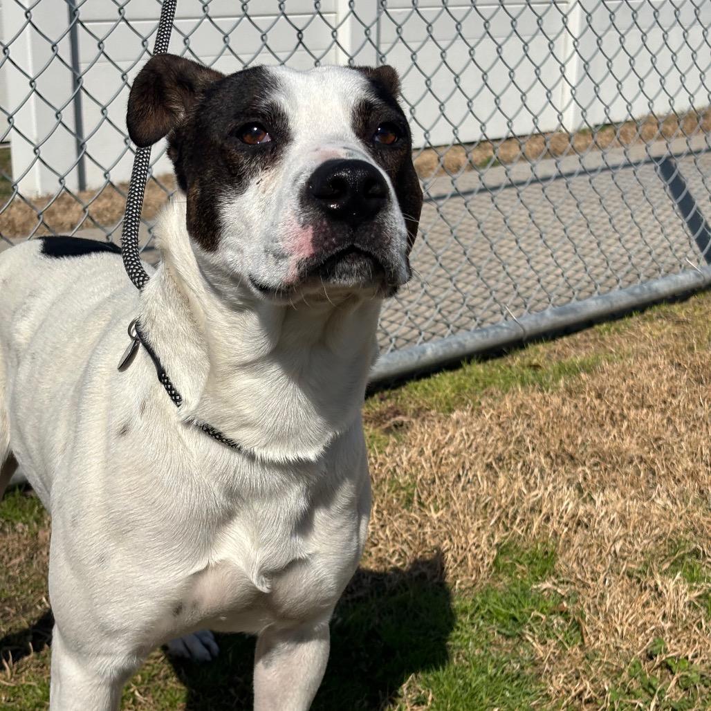Enlarge Spot, a Adoptable mixed breed in League City, TX image 5/6