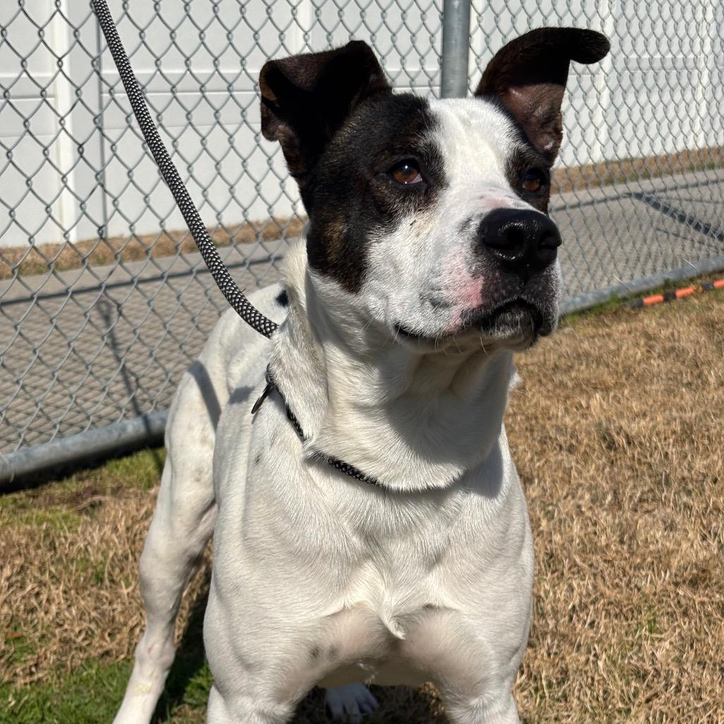 Enlarge Spot, a Adoptable mixed breed in League City, TX image 6/6