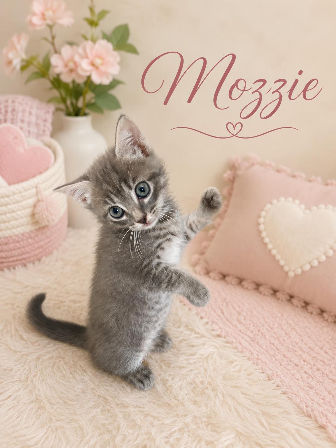 Mozzie, Adoptable, Kitten Female Russian Blue.