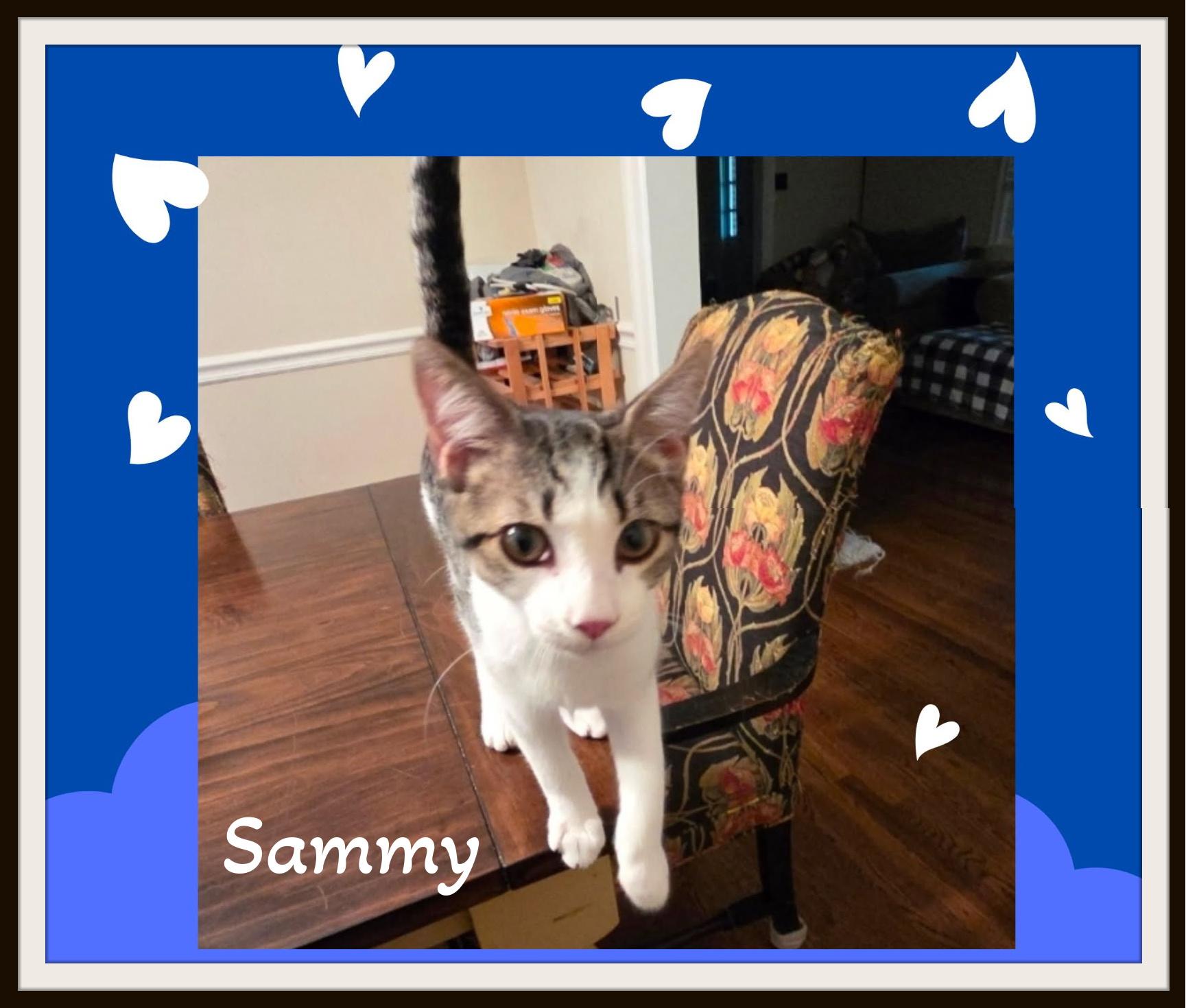 Enlarge Sammy - will fill your home with tiny paws and big love., a ADOPTABLE Domestic Short Hair in Winston Salem, NC image 3/3