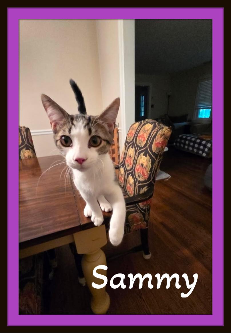 Enlarge Sammy - will fill your home with tiny paws and big love., a ADOPTABLE Domestic Short Hair in Winston Salem, NC image 1/3