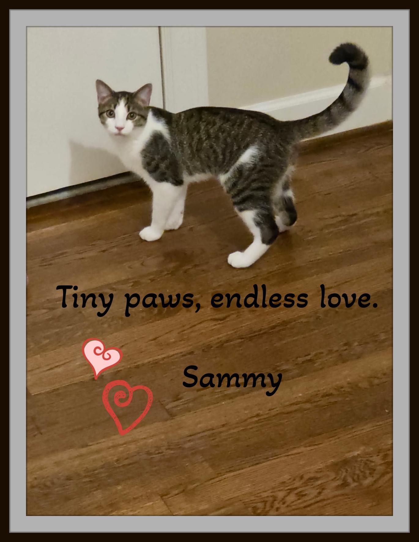Enlarge Sammy — the smallest brother with the biggest charm, a Adoptable Domestic Short Hair in Winston Salem, NC image 3/5