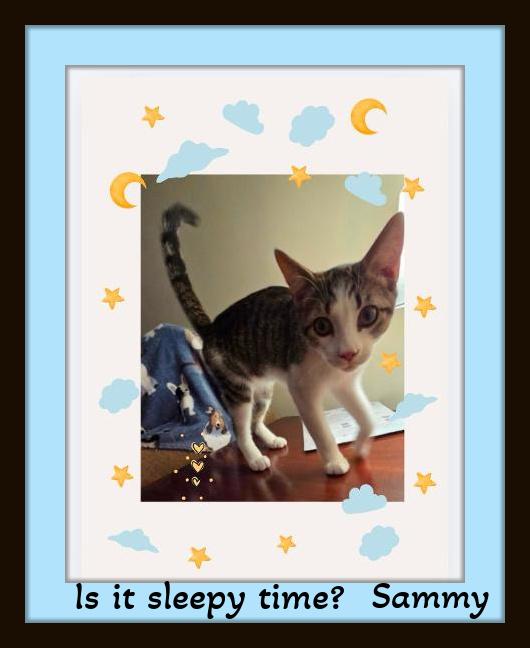 Enlarge Sammy - will fill your home with tiny paws and big love., a ADOPTABLE Domestic Short Hair in Winston Salem, NC image 2/3