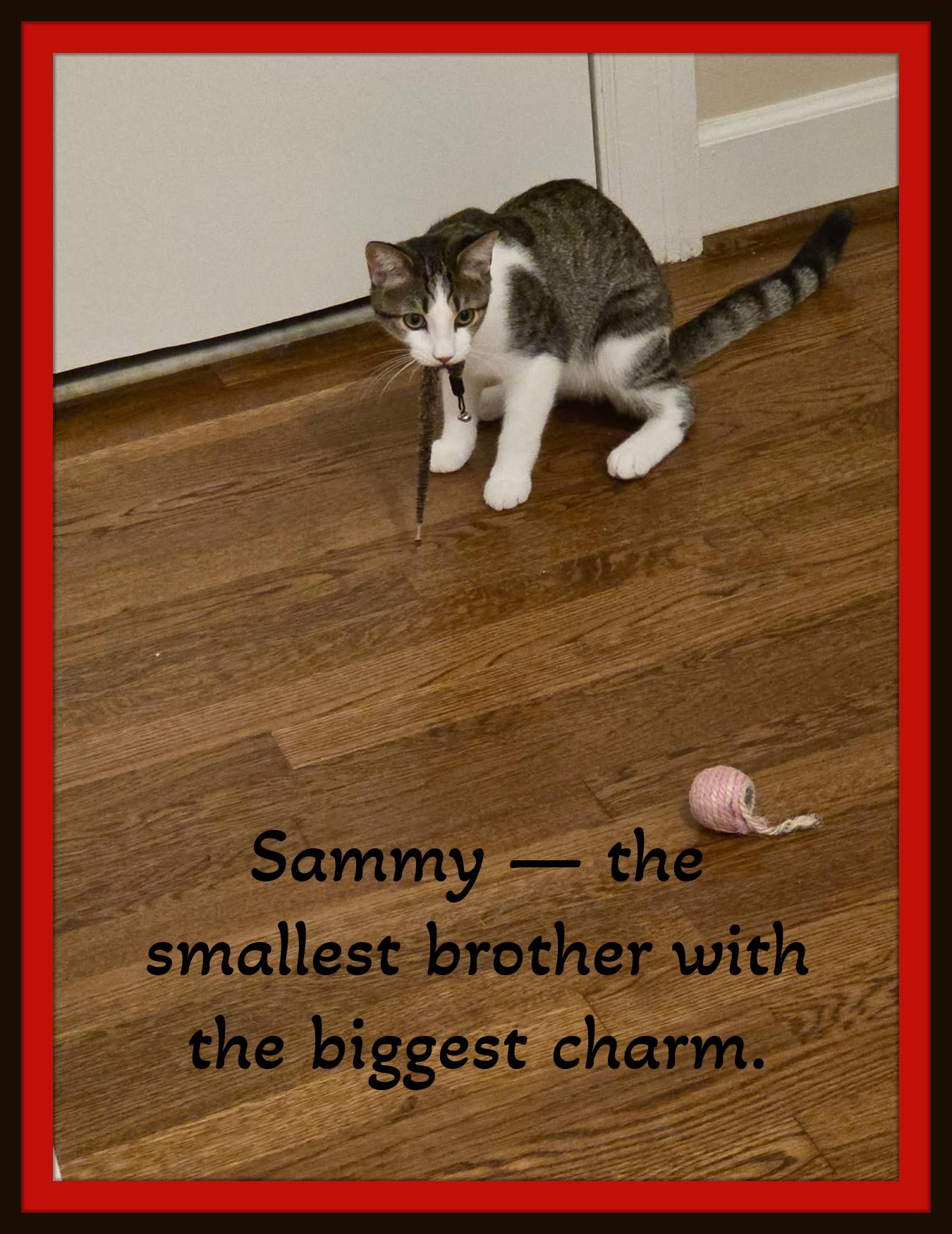 Enlarge Sammy — the smallest brother with the biggest charm, a Adoptable Domestic Short Hair in Winston Salem, NC image 1/5
