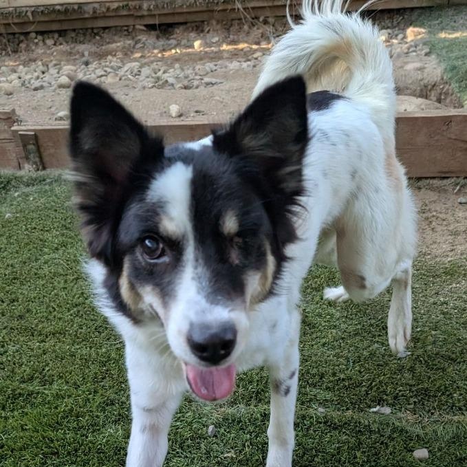 Bangriang (Soi Dog)
