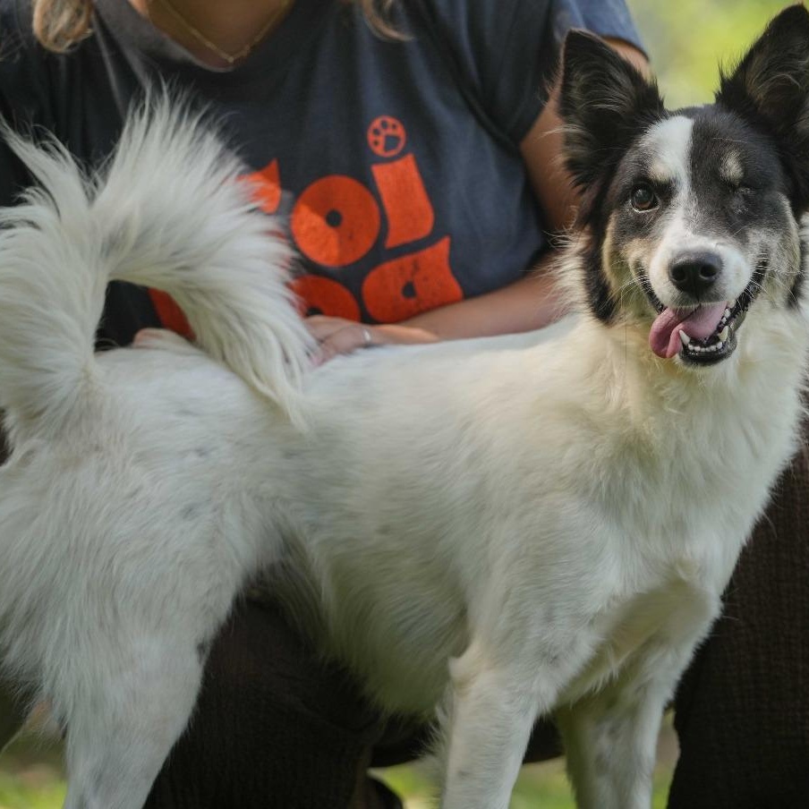 Bangriang (Soi Dog)
