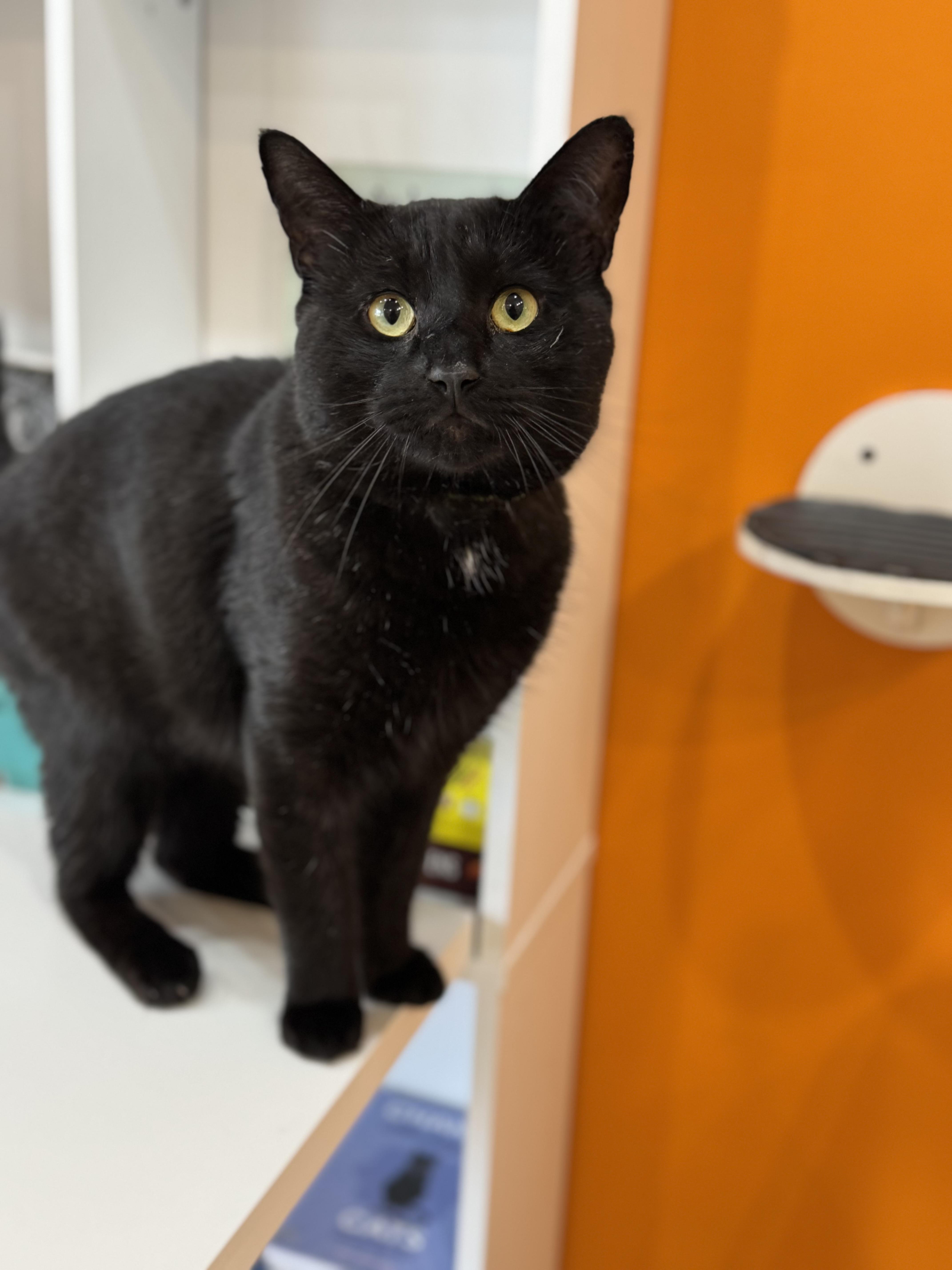 Enlarge Junior, a ADOPTABLE Domestic Short Hair in New Haven, CT image 1/1