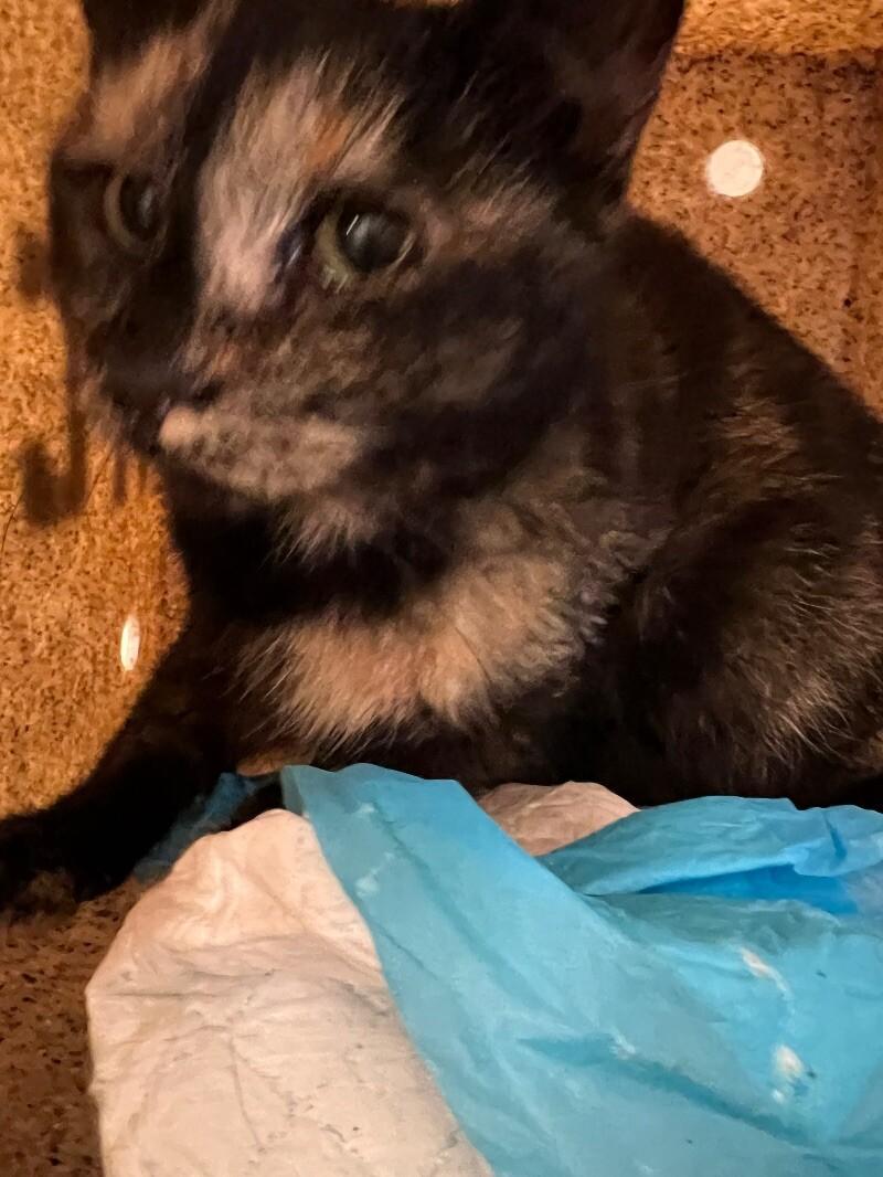 Caelum, Adoptable, Senior Female Domestic Short Hair.