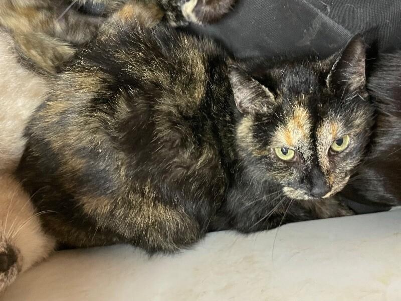 Enlarge Caelum, a Adoptable Domestic Short Hair in Roanoke, VA image 2/2