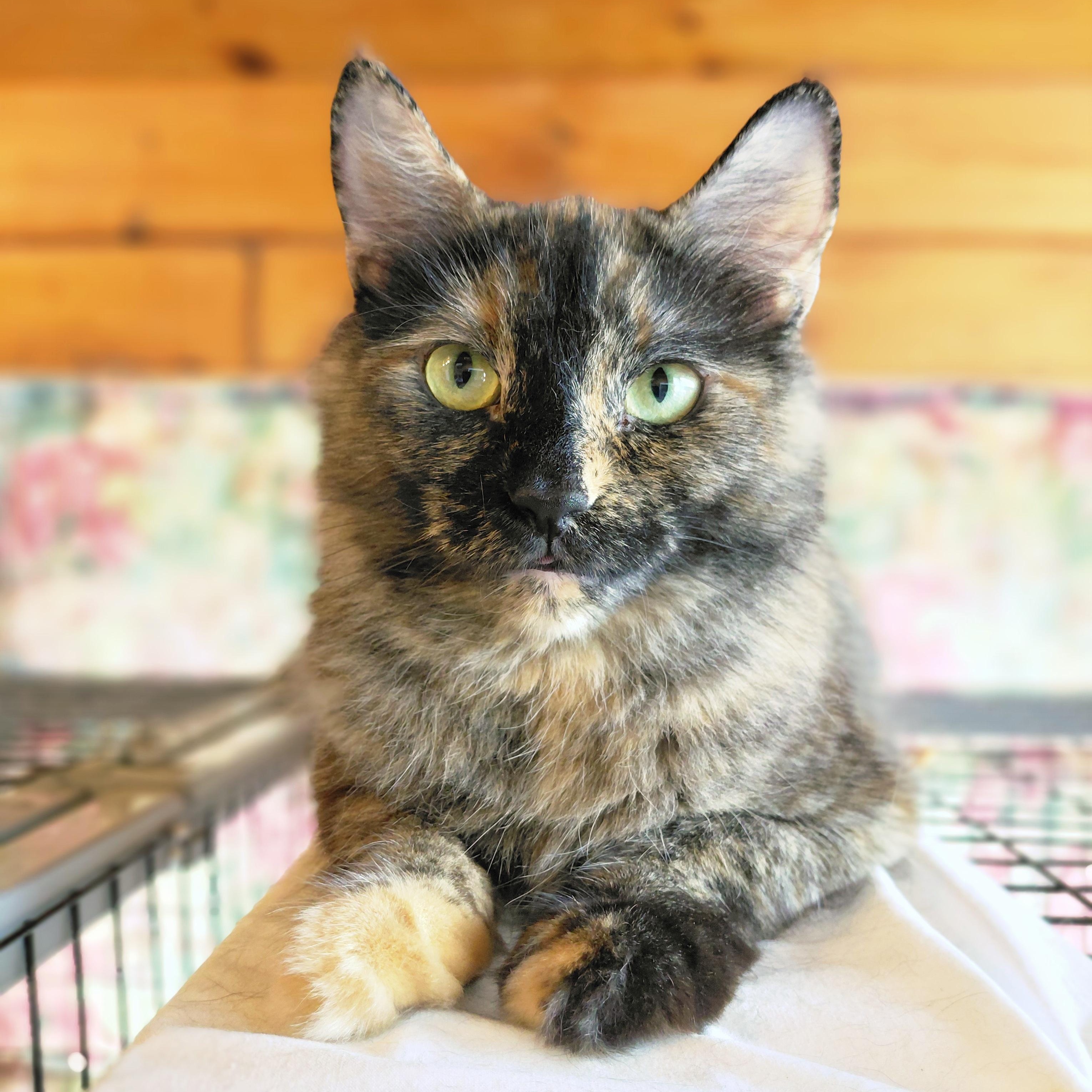 Enlarge Rhea, a ADOPTABLE Domestic Medium Hair in Littleton, NH image 1/2