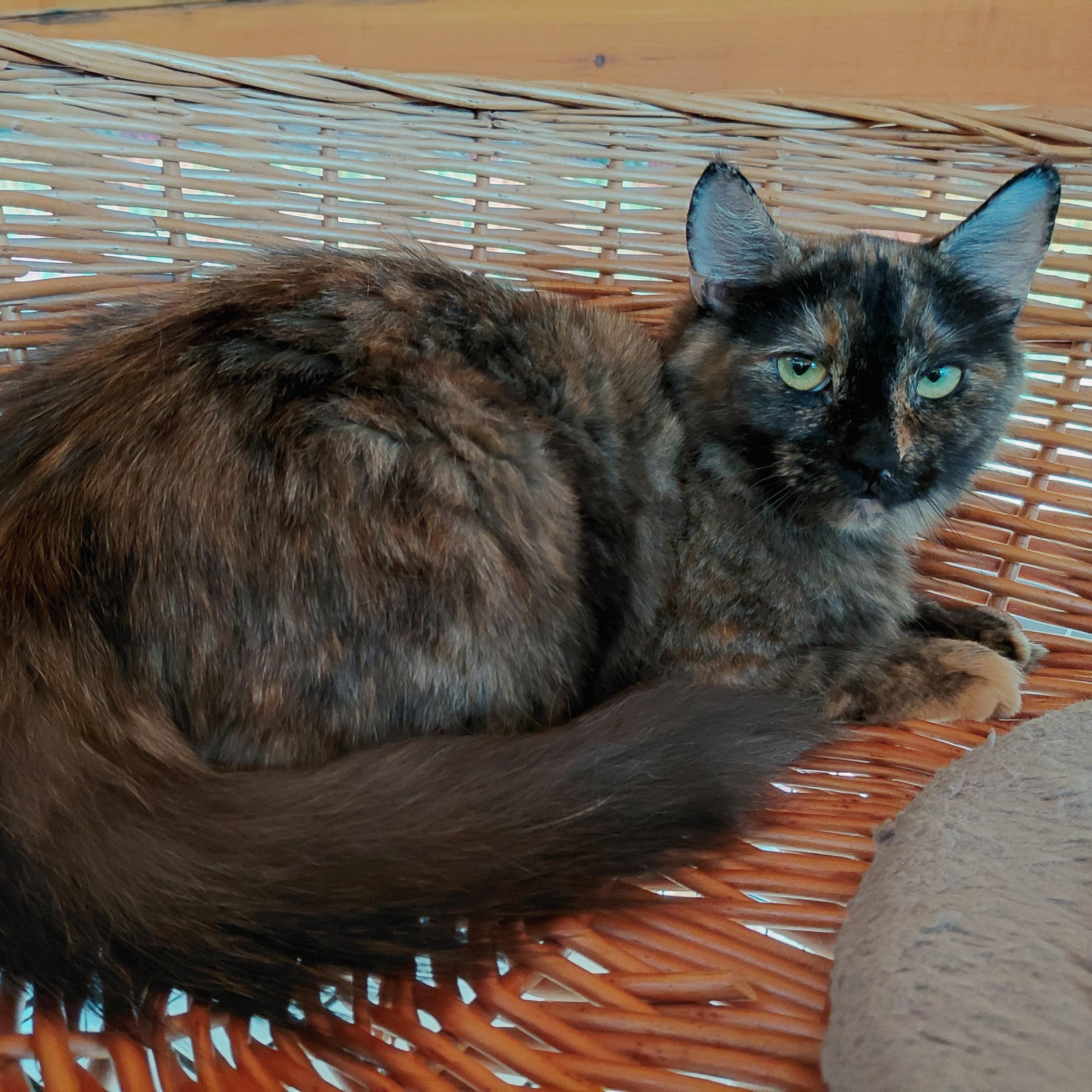 Enlarge Rhea, a ADOPTABLE Domestic Medium Hair in Littleton, NH image 2/2