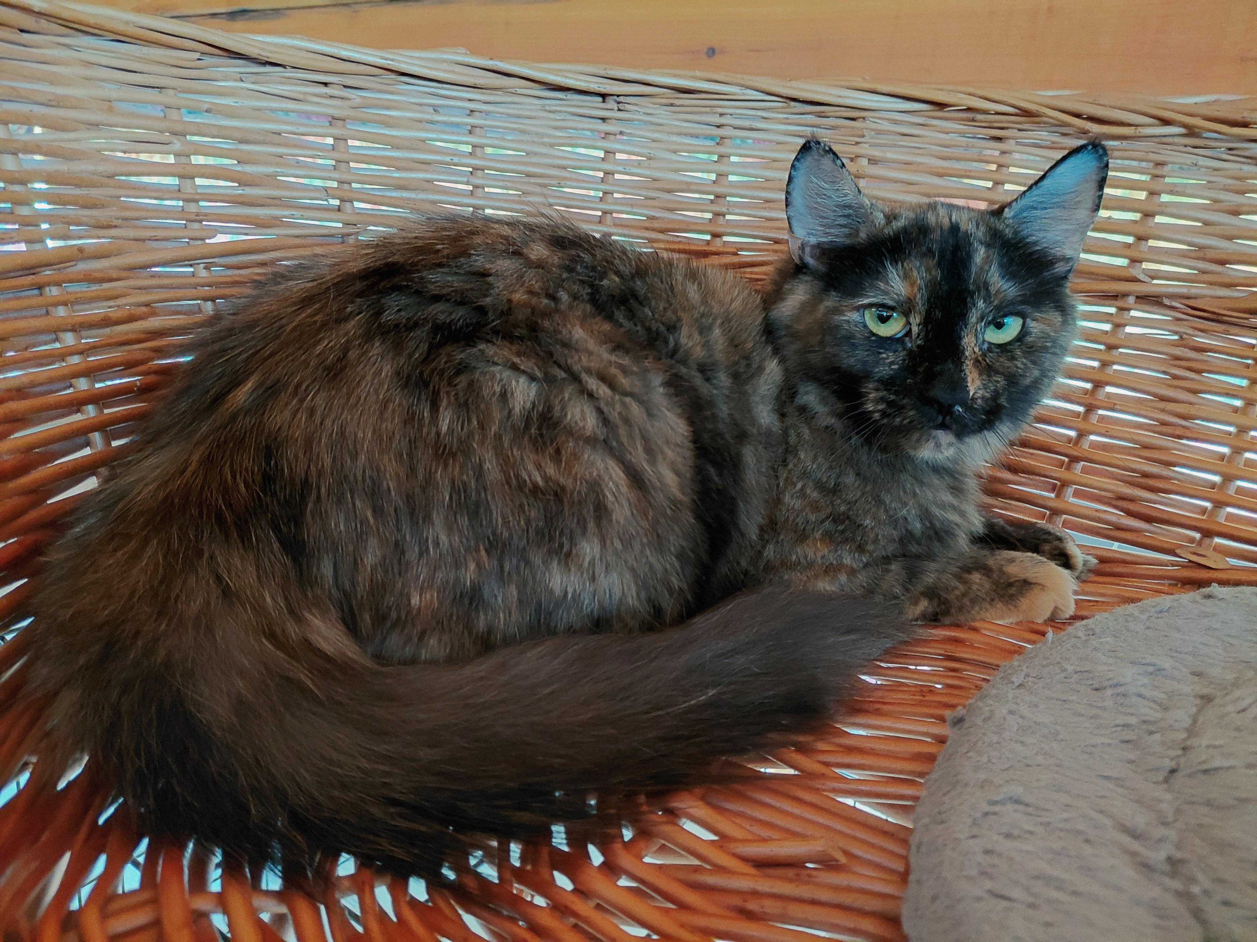 Enlarge Rhea, a ADOPTABLE Domestic Medium Hair in Littleton, NH image 1/1