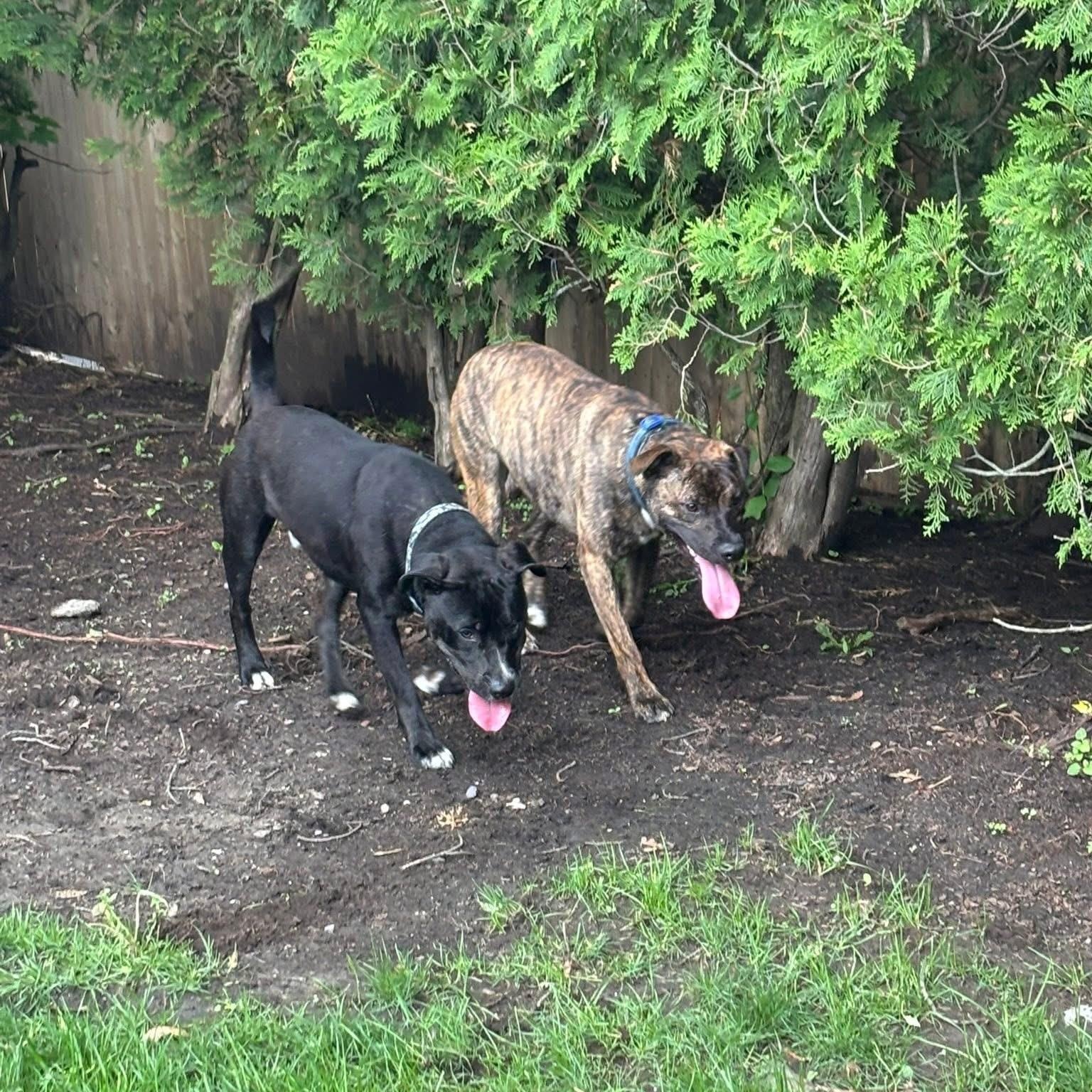 Max, a Adoptable mixed breed in Cumberland, RI image 6/6