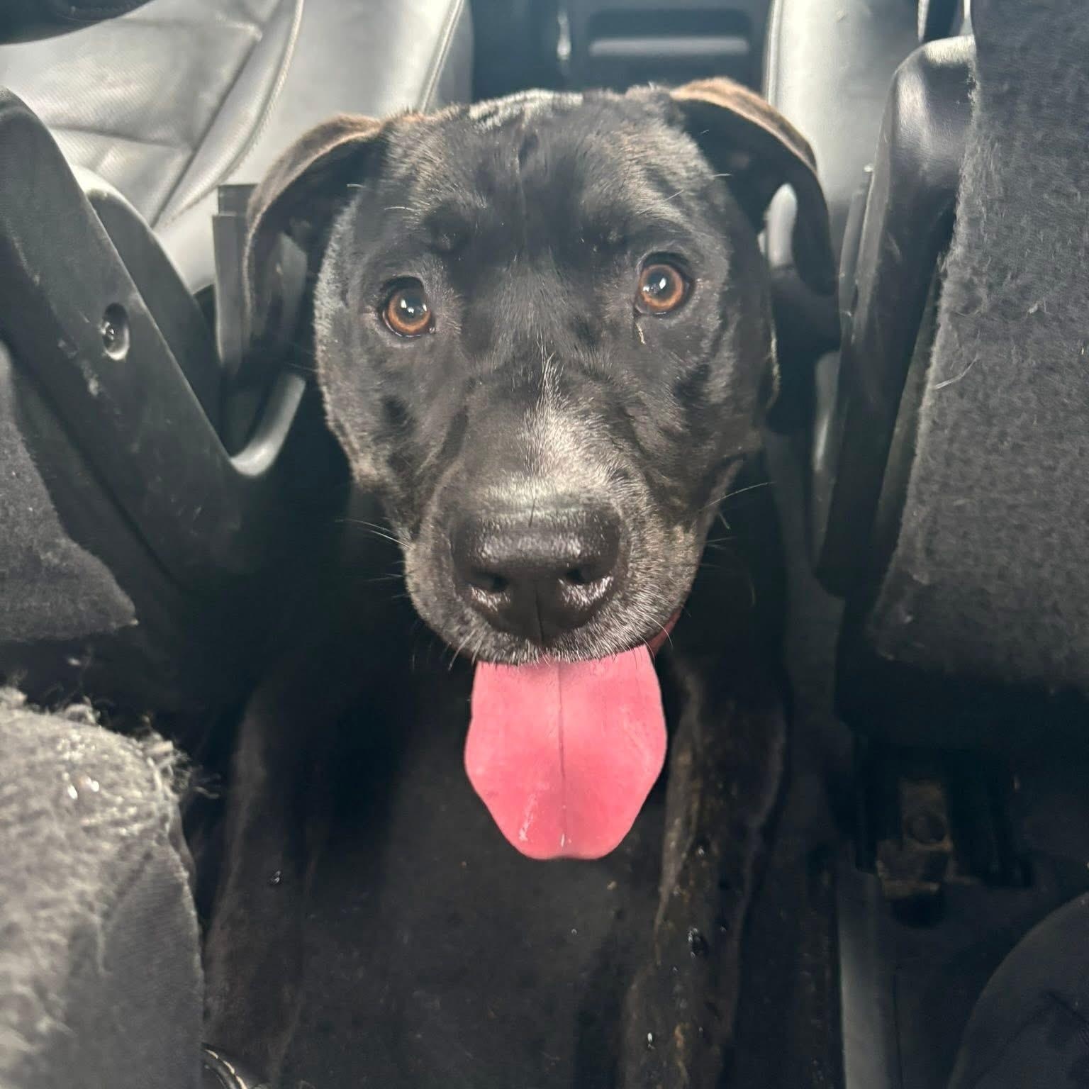 Max, a Adoptable mixed breed in Cumberland, RI image 2/6