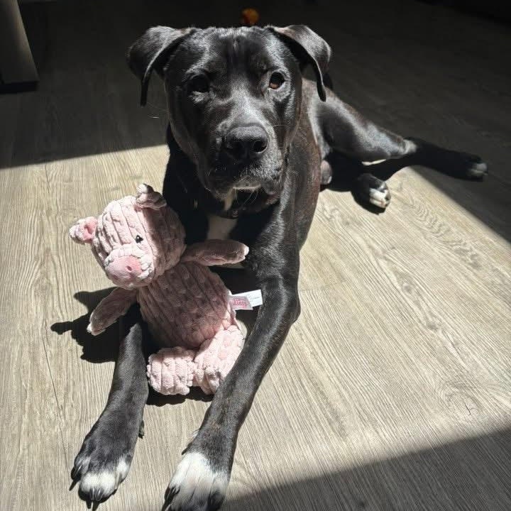 Max, a Adoptable mixed breed in Cumberland, RI image 3/6