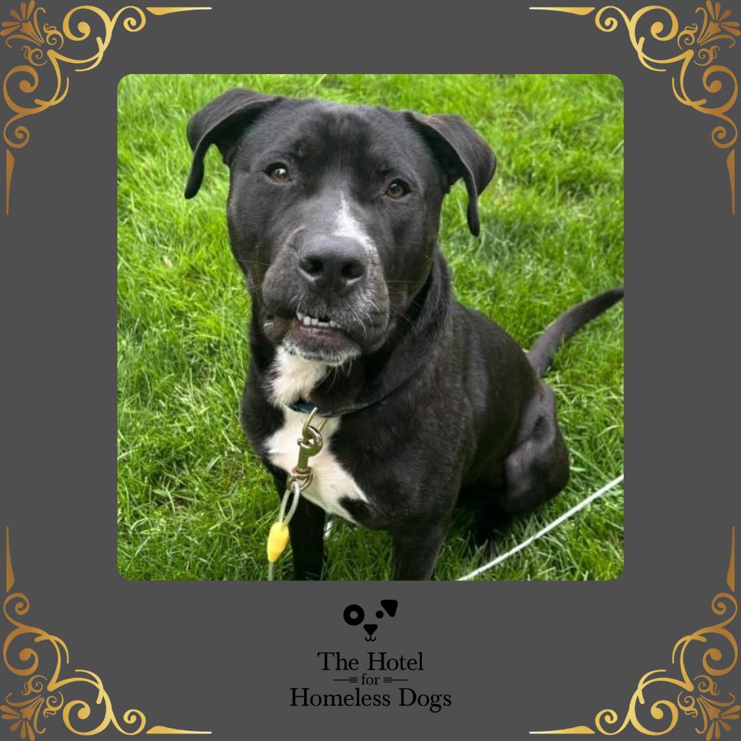 Max, Young Male Black Labrador Retriever