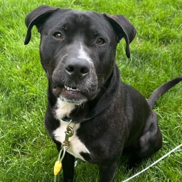 Max, a Adoptable mixed breed in Cumberland, RI image 4/6