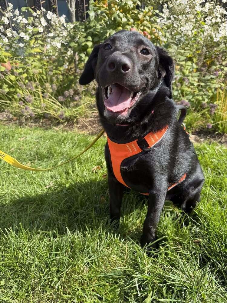Enlarge Poppy (AL), a Adoptable Labrador Retriever in New York, NY image 1/3