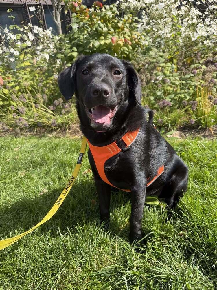 Enlarge Poppy (AL), a Adoptable Labrador Retriever in New York, NY image 2/3