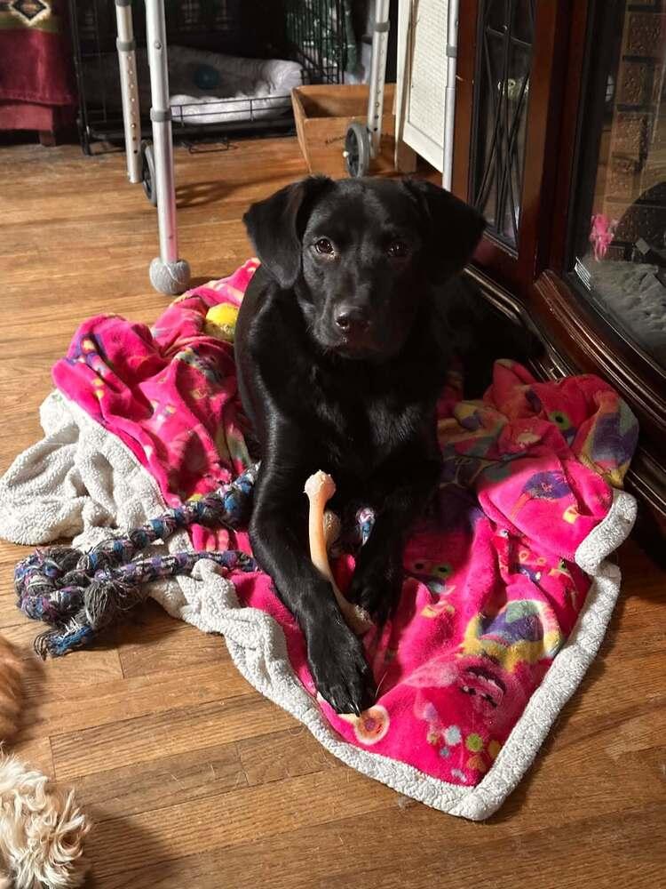 Poppy (AL), Adoptable, Puppy Female Labrador Retriever.