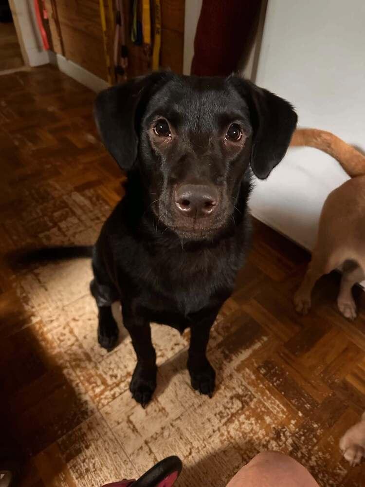 Enlarge Poppy (AL), a Adoptable Labrador Retriever in New York, NY image 2/3