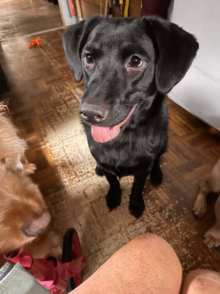 Enlarge Poppy (AL), a Adoptable Labrador Retriever in New York, NY image 3/3