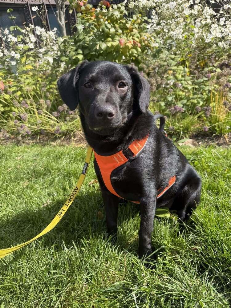 Enlarge Poppy (AL), a Adoptable Labrador Retriever in New York, NY image 3/3