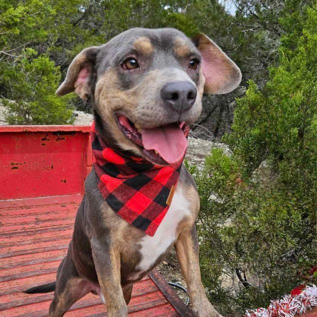 Jessie, Adoptable, Adult Male Pit Bull Terrier.