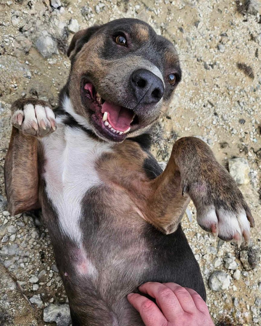 Jessie — thumbnail 3