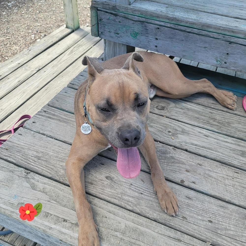 Garth, Adoptable, Adult Male Pit Bull Terrier & Mixed Breed.