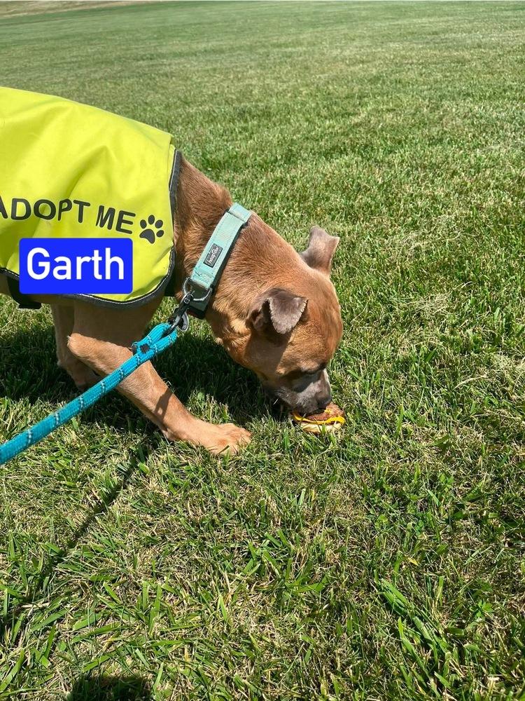Enlarge Garth, a Adoptable mixed breed in Warrenton, MO image 2/6