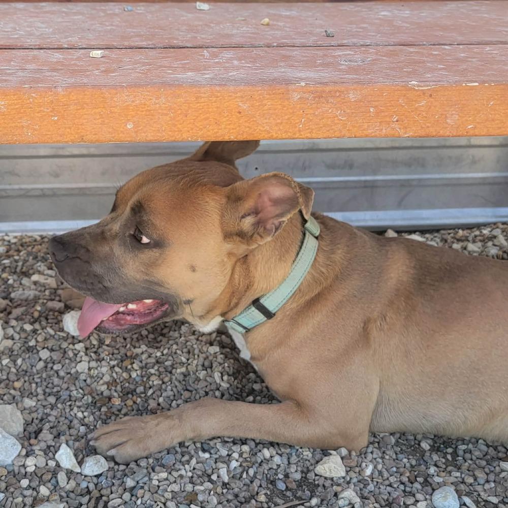 Garth, a Adoptable mixed breed in Warrenton, MO image 2/6