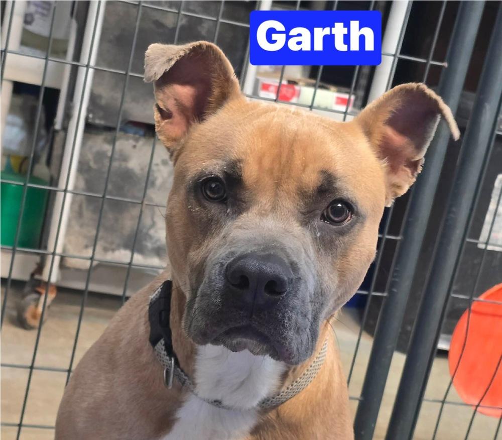 Garth, a Adoptable mixed breed in Warrenton, MO image 3/6