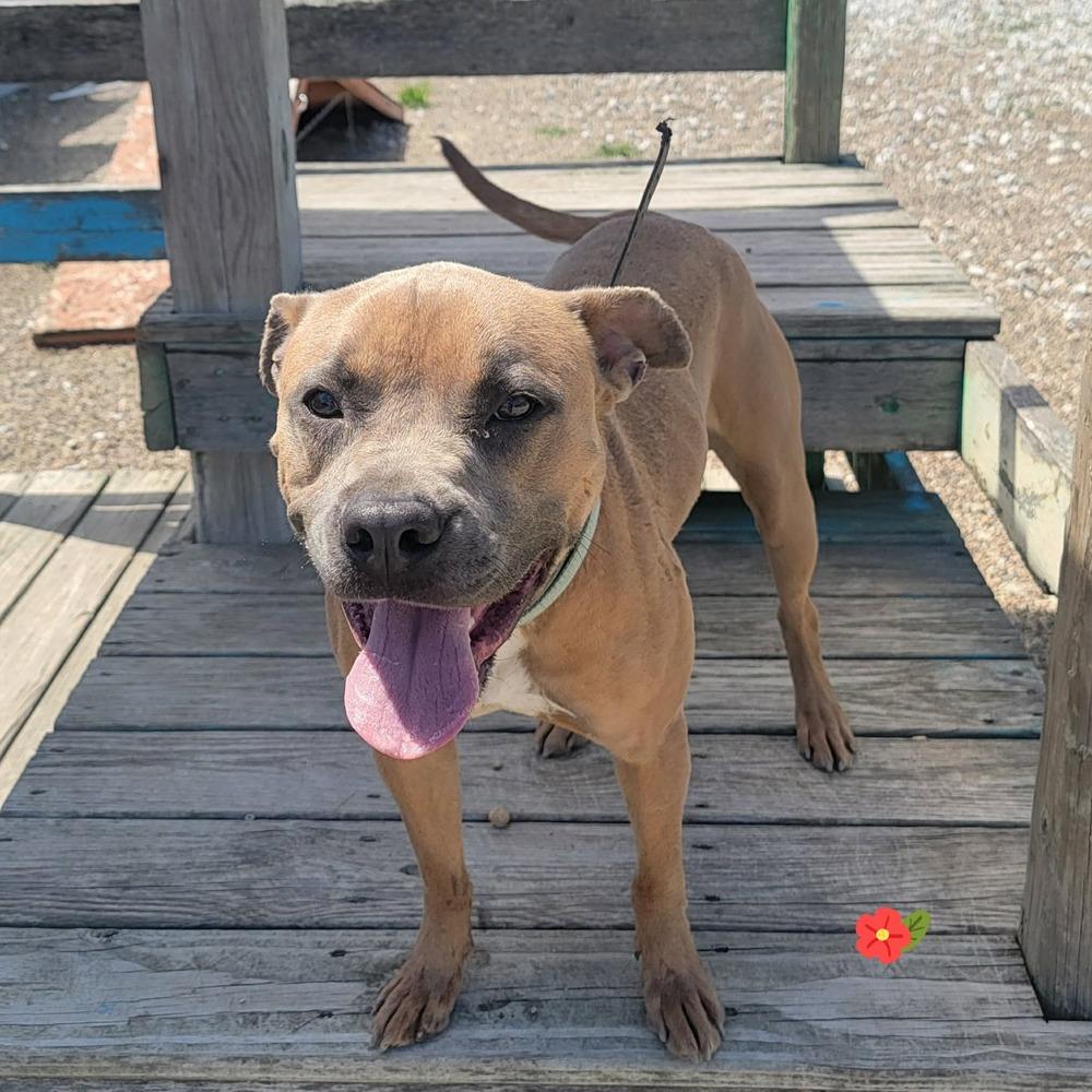 Garth, a Adoptable mixed breed in Warrenton, MO image 4/6