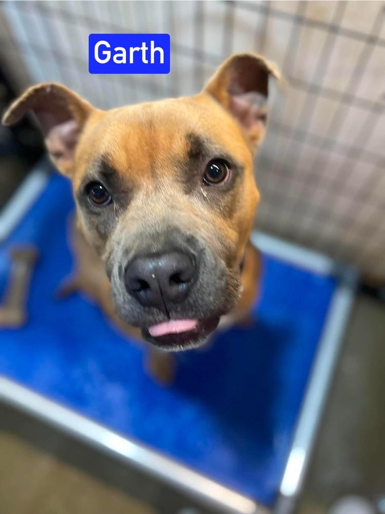 Enlarge Garth, a Adoptable mixed breed in Warrenton, MO image 3/6